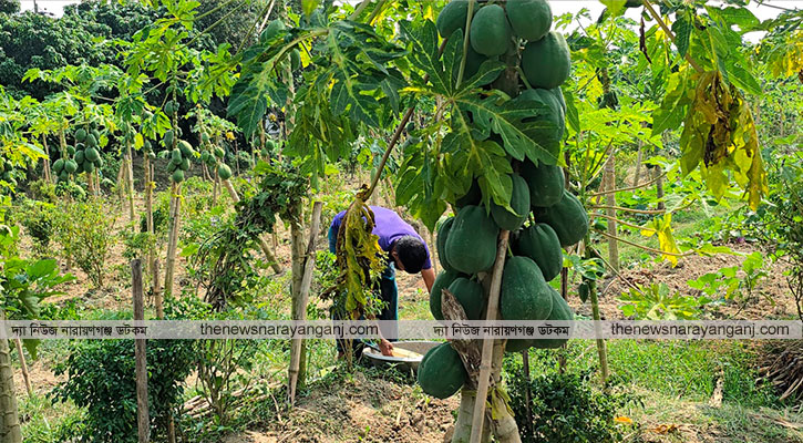 পেঁপে চাষে কৃষকের মুখে হাসি ফুটেছে 
