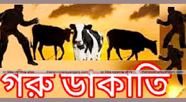 রূপগঞ্জে অস্ত্র ঠেকিয়ে গরু ডাকাতি, আহত চার