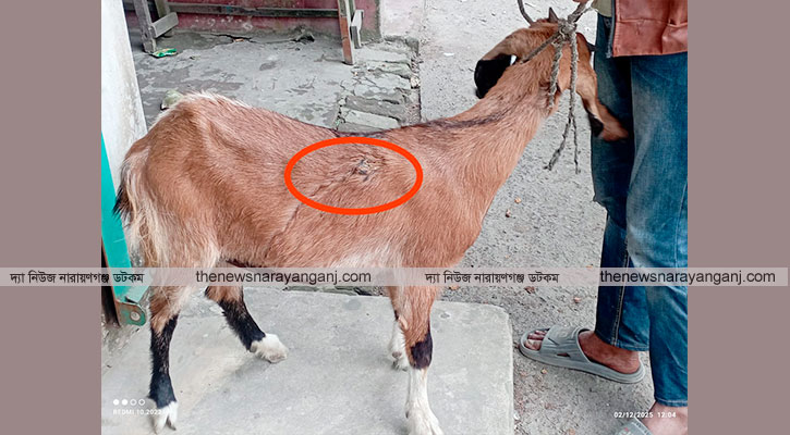 বন্দরে শিশুকে কুপ্রস্তাবের প্রতিবাদে ছাগলকে কুপিয়ে জখম