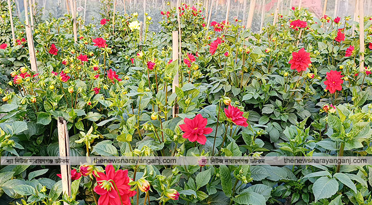 নারায়ণগঞ্জের সাবদীতে কমেছে ফুলের সৌরভ