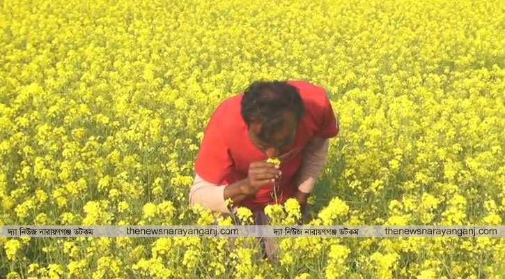 নারায়ণগঞ্জে মাঠ জুড়ে সরিষা ফুলের সমারোহ