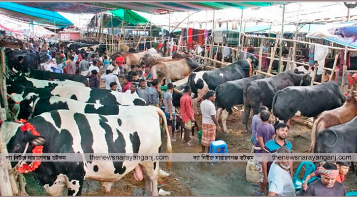 সিন্ডিকেটের কব্জায় পশুর হাট, রাজস্ব হারায় সরকার