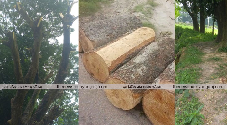 সোনারগাঁয়ে লিজকৃত সরকারি জায়গার গাছ কেটে বিক্রির অভিযোগ