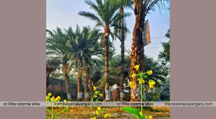 বন্দরে রস বাগিচা’য় শীতের হারানো ঐতিহ্য