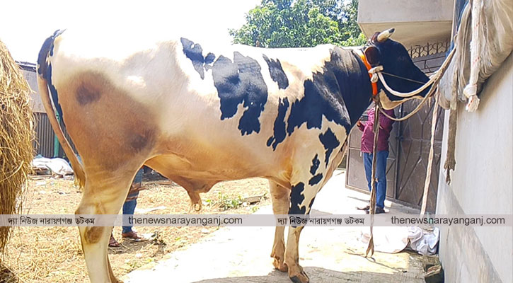 বন্দরে ২৫ মণের ‘হিরা মানিক’ দাম ১৩ লাখ