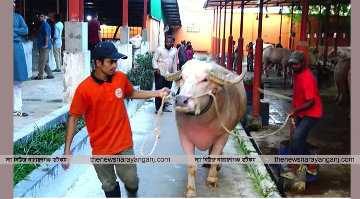 মহিষ নেতানিয়াহুকে ৬ লাখ টাকায় কিনলেন ঢাকার ক্রেতা