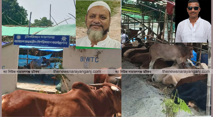 ইজারাবিহীন হাটে গরু, বৈধ ইজারাদারদের ক্ষোভ সংঘর্ষের শঙ্কা