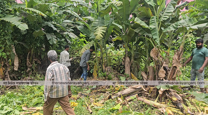 নারায়ণগঞ্জ শহরের বুকে ডেঙ্গু চাষ
