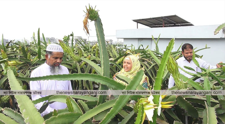 ছাদ বাগানে ড্রাগন চাষ, বছরে আয় লাখ টাকার উপরে