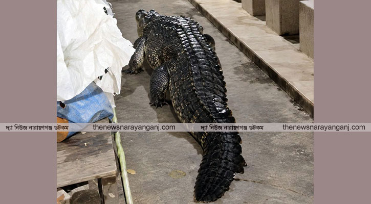 এখনো উদ্ধার হয়নি কুমিরটি