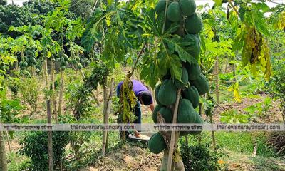 পেঁপে চাষে কৃষকের মুখে হাসি ফুটেছে 