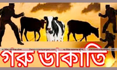 রূপগঞ্জে অস্ত্র ঠেকিয়ে গরু ডাকাতি, আহত চার