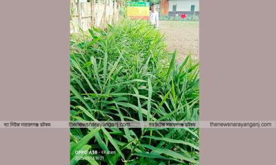 স্বল্প খরচে অধিক লাভের কারণে  জনপ্রিয় হয়ে উঠছে বস্তায় আদা চাষ