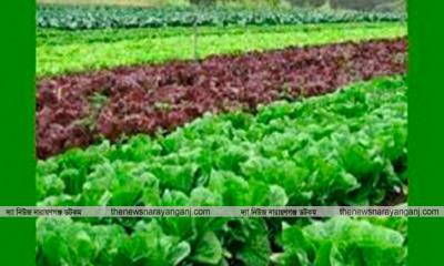 নারায়ণগঞ্জে কৃষককের আগ্রহ বাড়ছে  মিশ্র সবজি চাষে