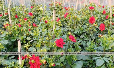 নারায়ণগঞ্জের সাবদীতে কমেছে ফুলের সৌরভ