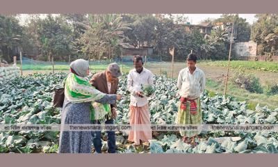 ব্রোকলি চাষে ঝুঁকছেন নারায়ণগঞ্জের কৃষকরা