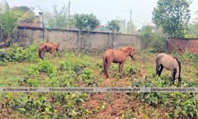 রূপগঞ্জে গরু বলে ঘোড়ার মাংস বিক্রি, জীবিত জবাই ২০ ঘোড়া উদ্ধার