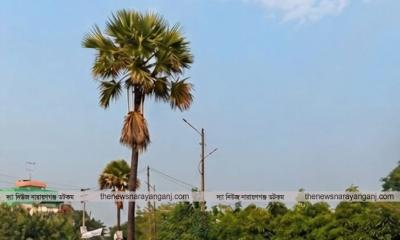 নারায়ণগঞ্জে “তাল রস বাগান” নিয়ে আসছে বিশুদ্ধ তালের রস