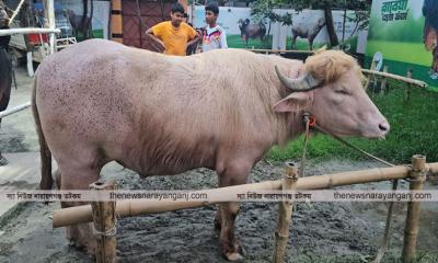 মহিষ 