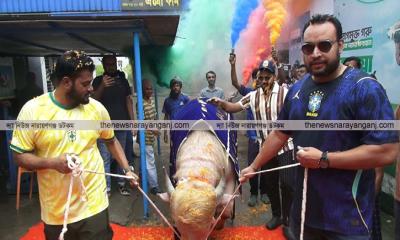 নারায়ণগঞ্জে মহিষ 