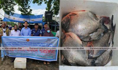 নারায়ণগঞ্জে পিরানহা মাছ জব্দ, জরিমানা