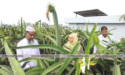 ছাদ বাগানে ড্রাগন চাষ, বছরে আয় লাখ টাকার উপরে