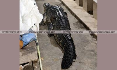 বন্দরে কুমির আতঙ্ক