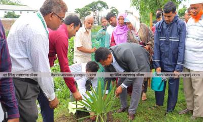 ৩০০ তালের চারা রোপণ করলেন জেলা প্রশাসক