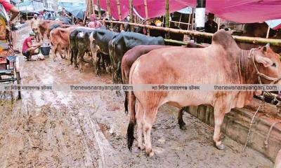 ১৮ পশুর হাটের প্রস্তাব নাসিকের