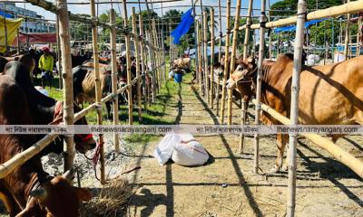 গরু ছাগলের হাটে ব্যস্ত বিএনপি